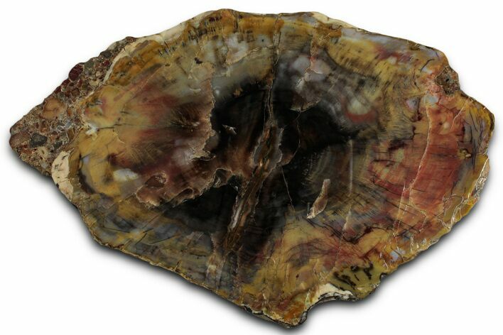 Colorful Jurassic Petrified Wood Slab - Henry Mountains, Utah #358798